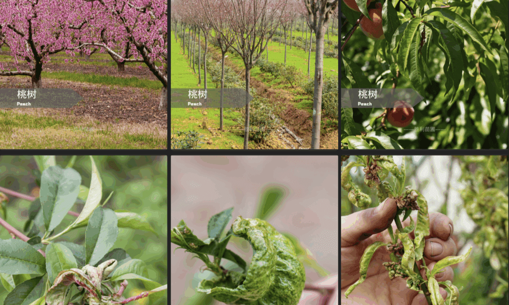 🌳 后院桃树卷叶病预防指南！拯救你的桃子，从这一步开始！🍑
