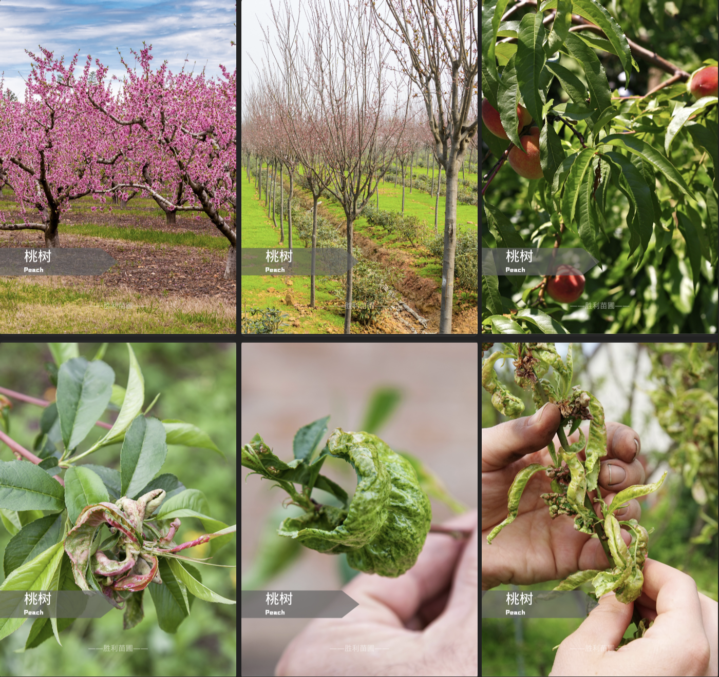 🌳 后院桃树卷叶病预防指南！拯救你的桃子，从这一步开始！🍑