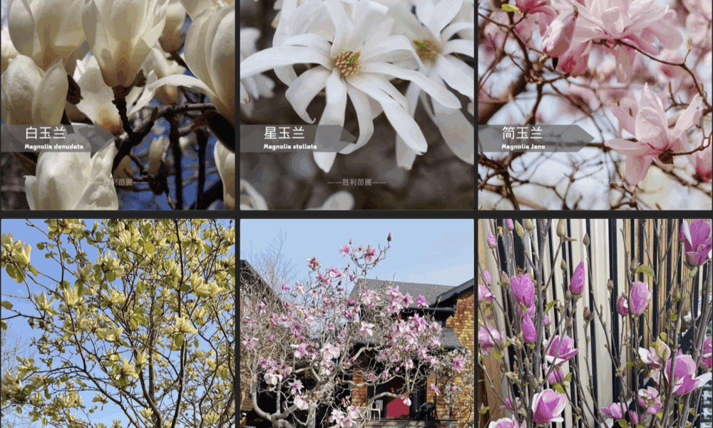 现在正是玉兰的季节！快来认识这棵“春天的信使”吧！🌸