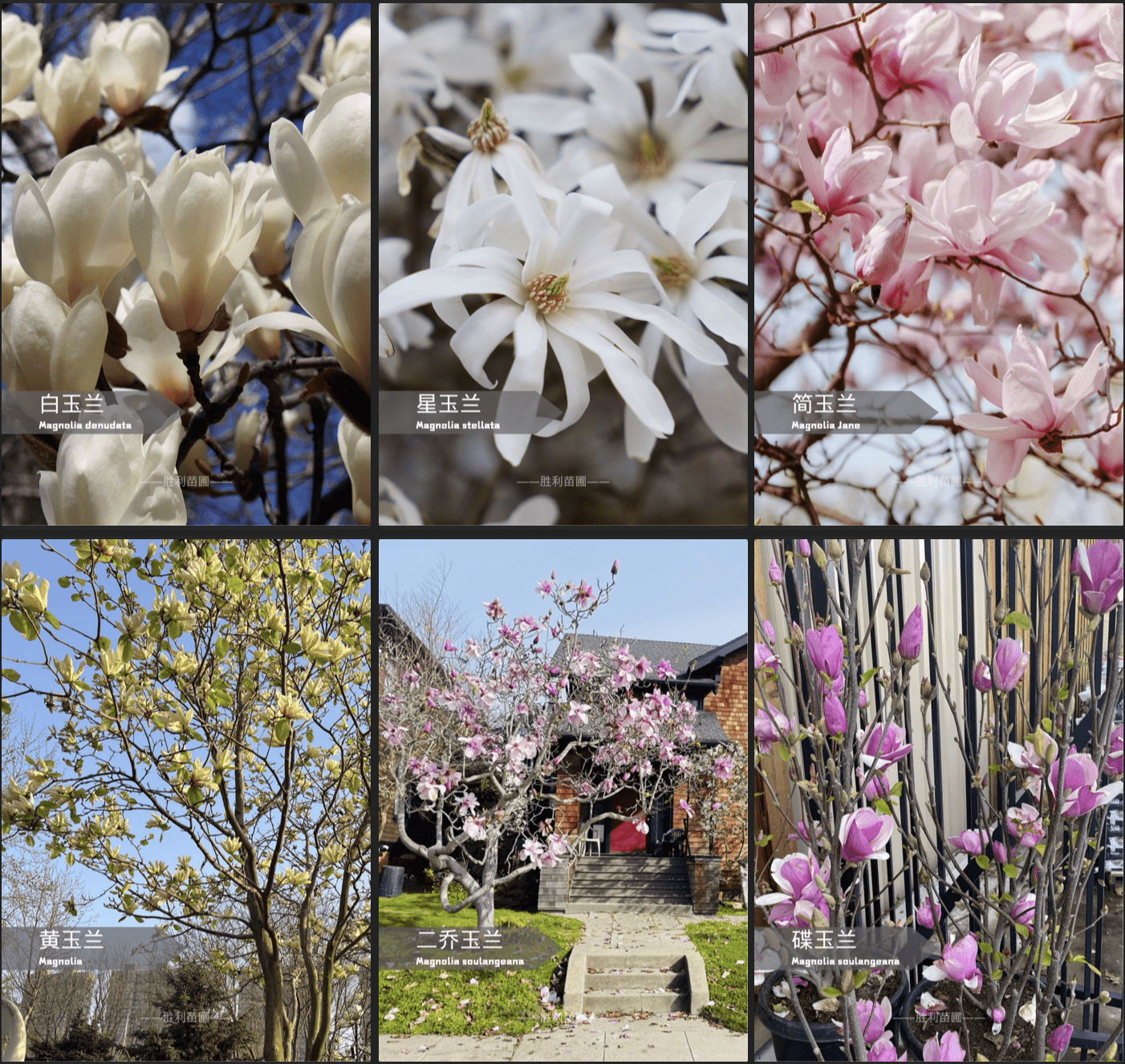 现在正是玉兰的季节！快来认识这棵“春天的信使”吧！🌸