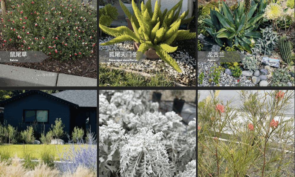 加州花园这6款植物🌳，打造自然风格庭院🏡