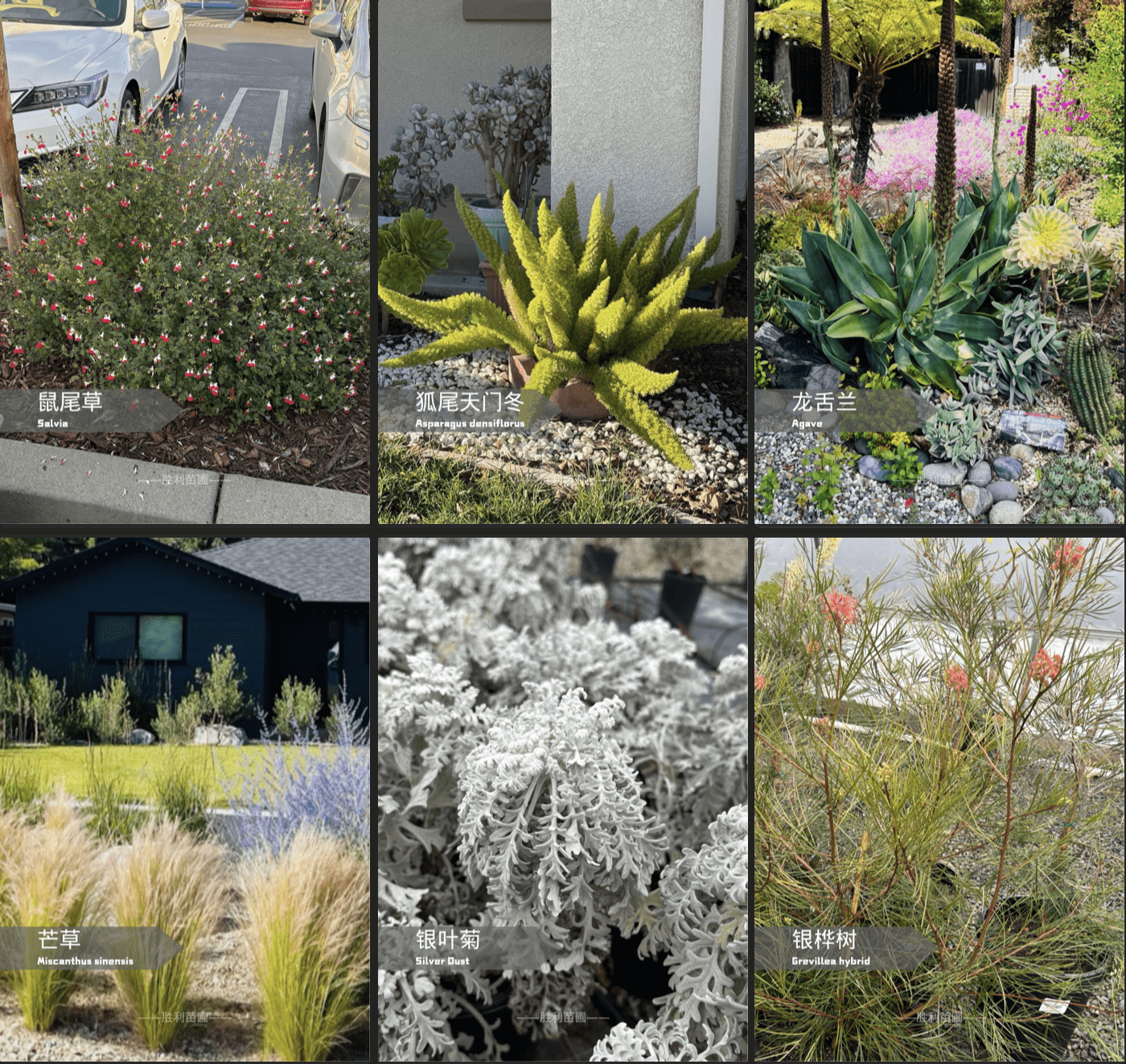 加州花园这6款植物🌳，打造自然风格庭院🏡