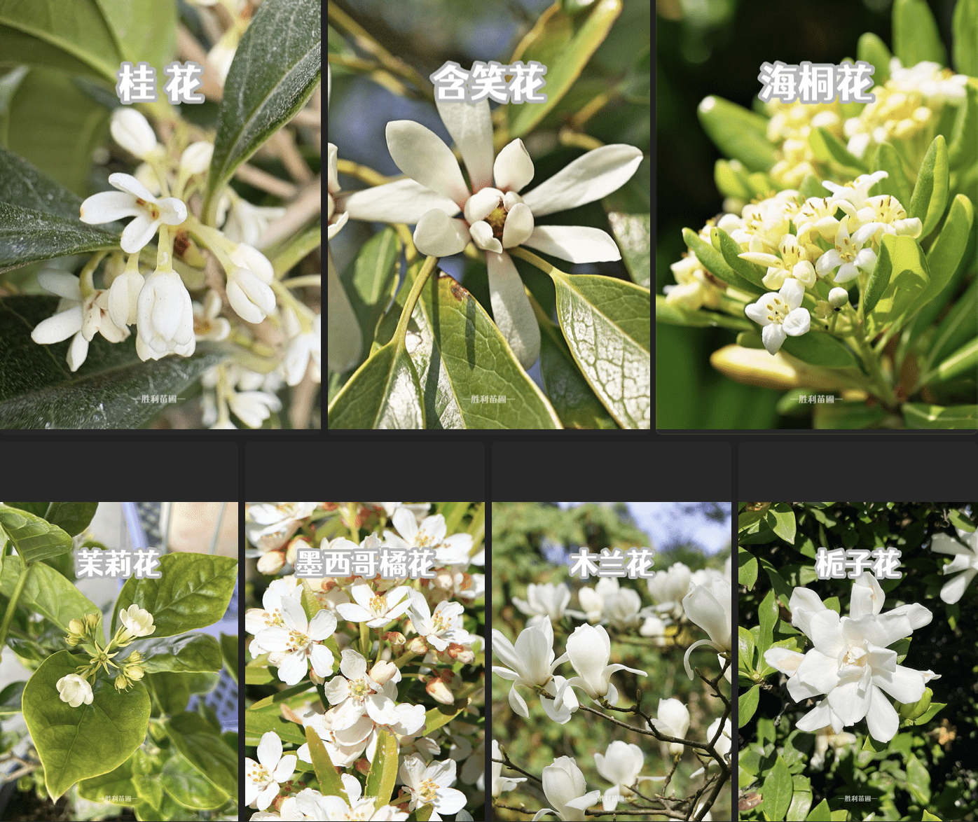 🌿 湾区必种白色香花清单
