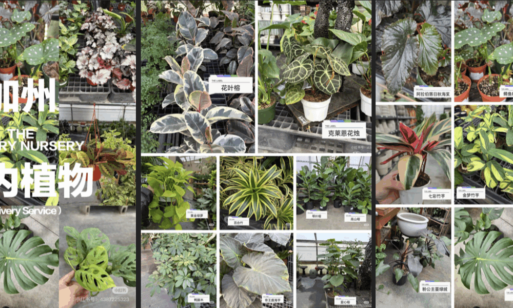 🌿家居颜值天花板来了！这些神仙植物让你家秒变ins风～✨