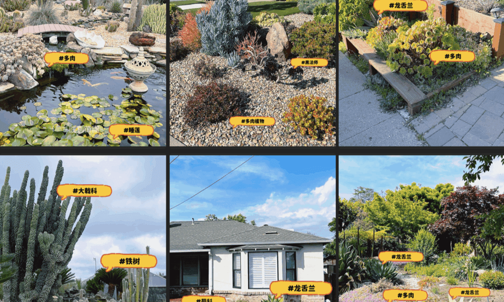 🌵低维护岩石花园，懒人爆款必备！🌿