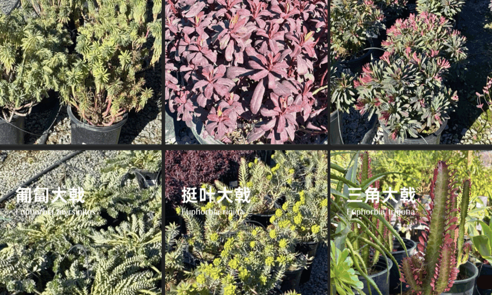 🌵 超全大戟属植物指南，打造你的梦幻花园！🌿