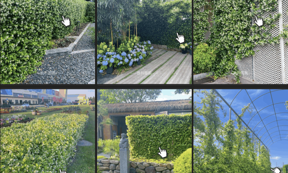 风车茉莉｜5种神仙用法！把我的院子变成香氛仙境✨