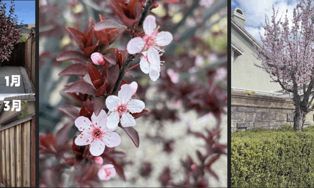 我为什么要种一颗紫叶李？🌳🌸
