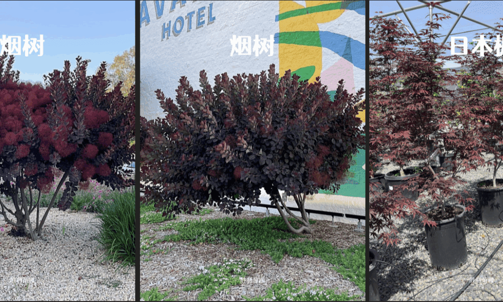 🌿【夏日红叶不褪色！4款神仙庭院树推荐】🌿