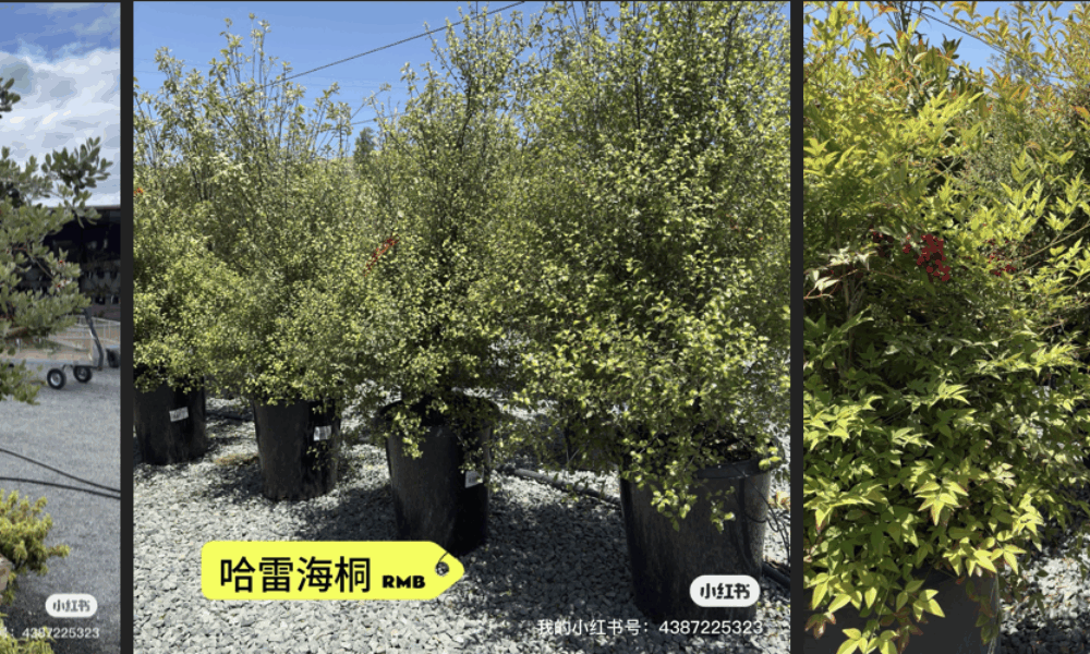 🌿【湾区花园必备】6款高颜值常青绿篱灌木！