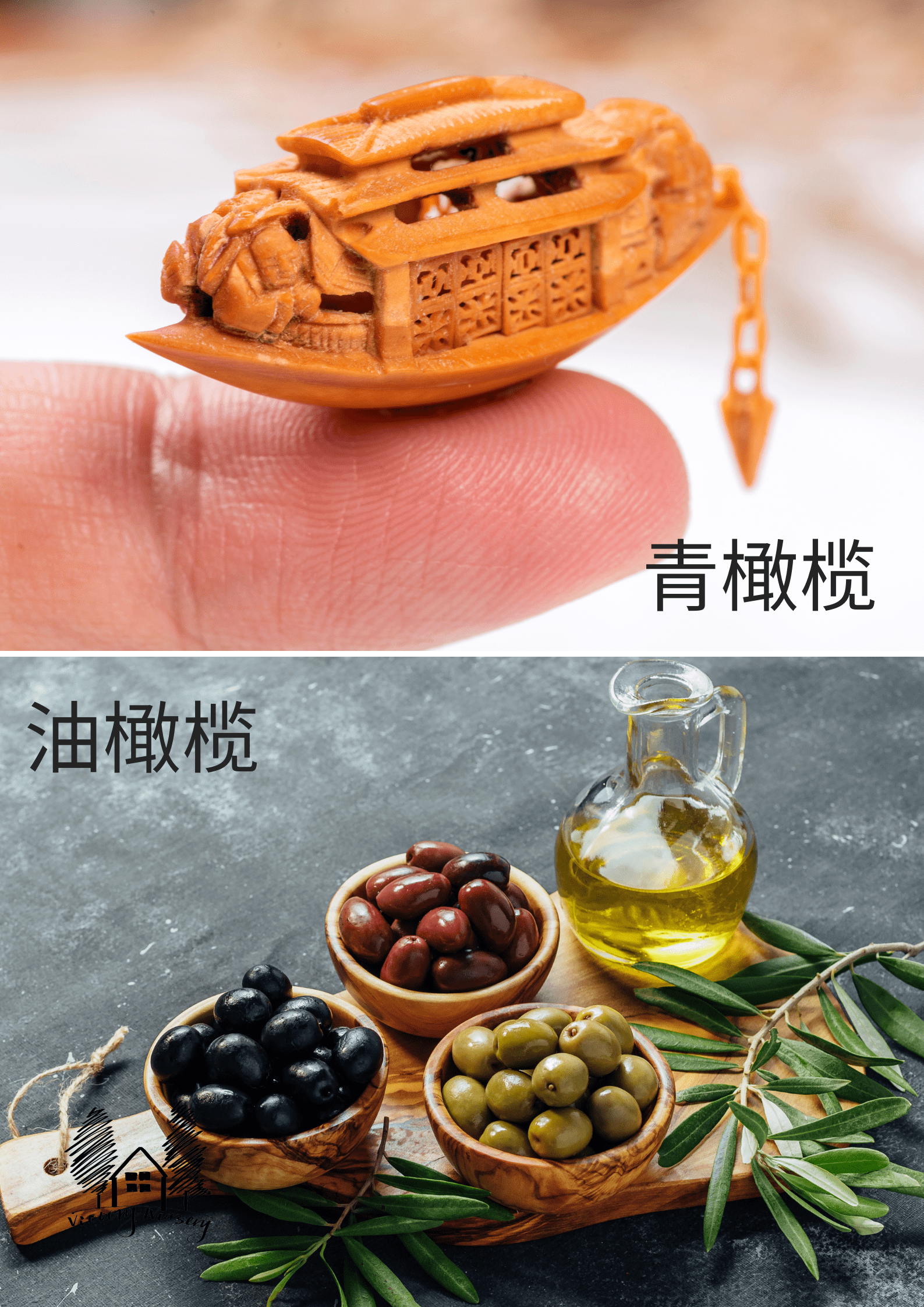 青橄榄与油橄榄区别