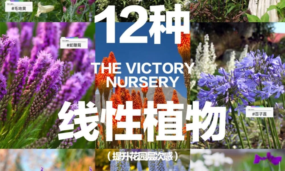🌿花园立体感法宝｜12款线性开花植物清单🌿