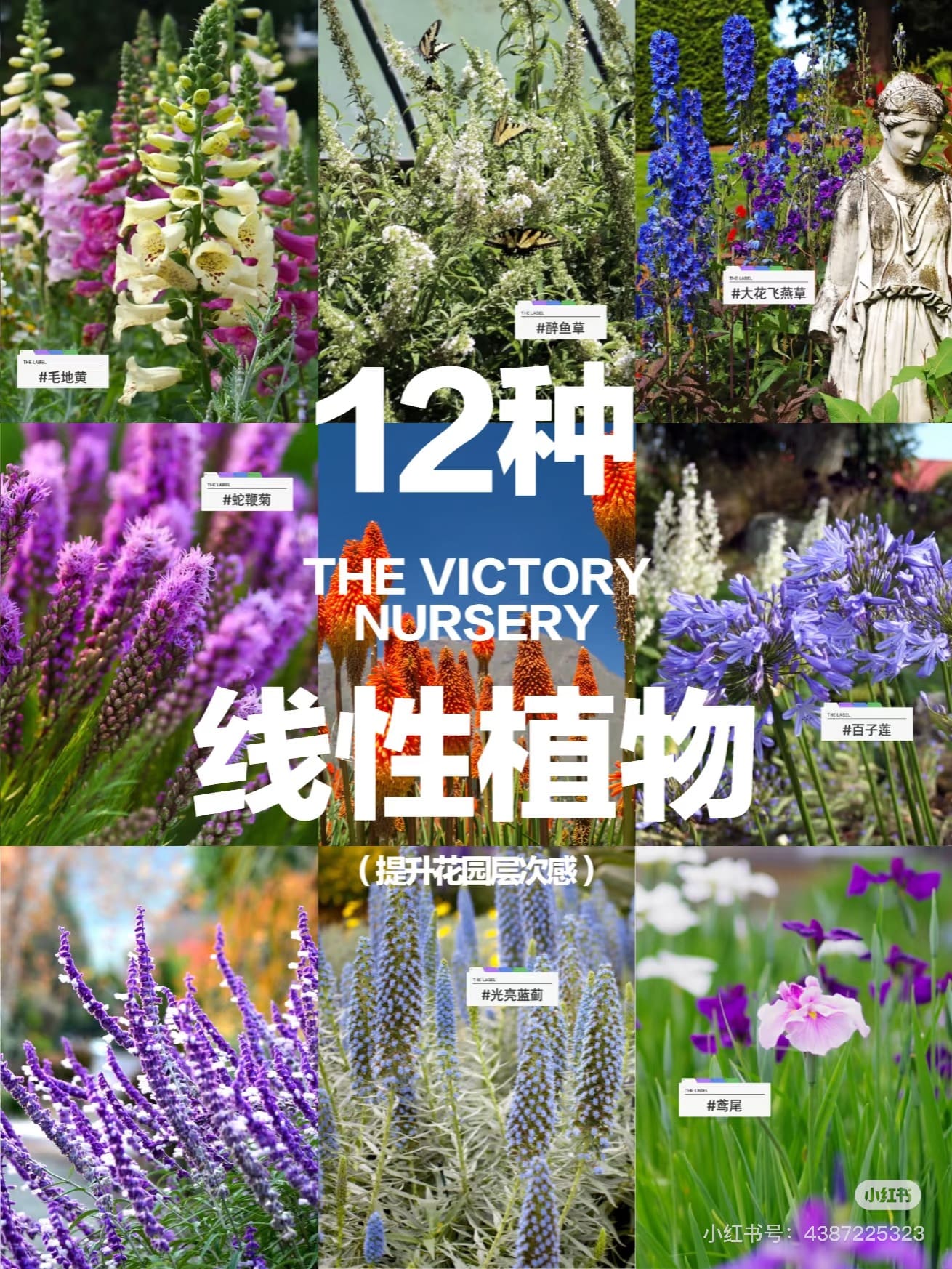 🌿花园立体感法宝｜12款线性开花植物清单🌿