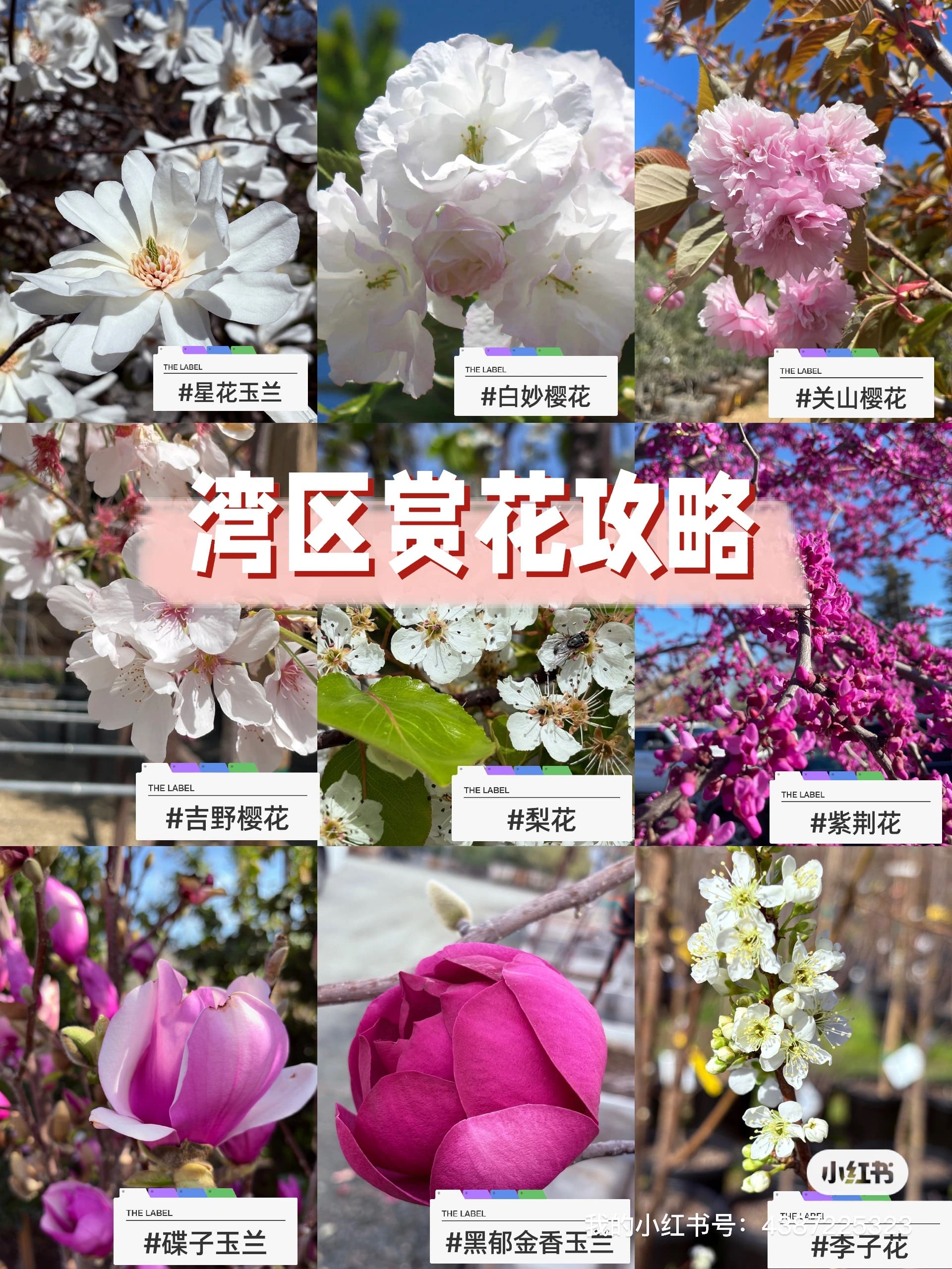🌸3月的湾区是浪漫天花板！私藏春日赏花攻略