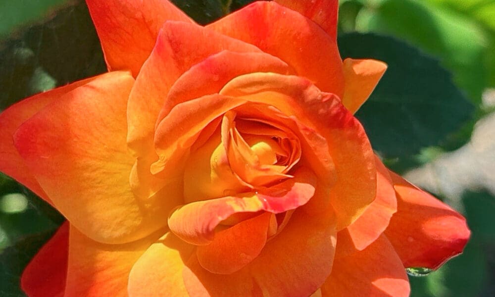 最适合花园棚架、凉亭的爬藤月季推荐