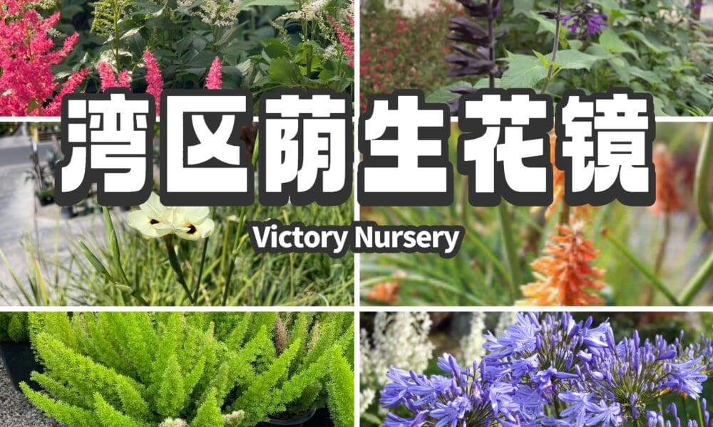 🌸【花园设计服务案例｜10种高颜值低维护的开花植物】