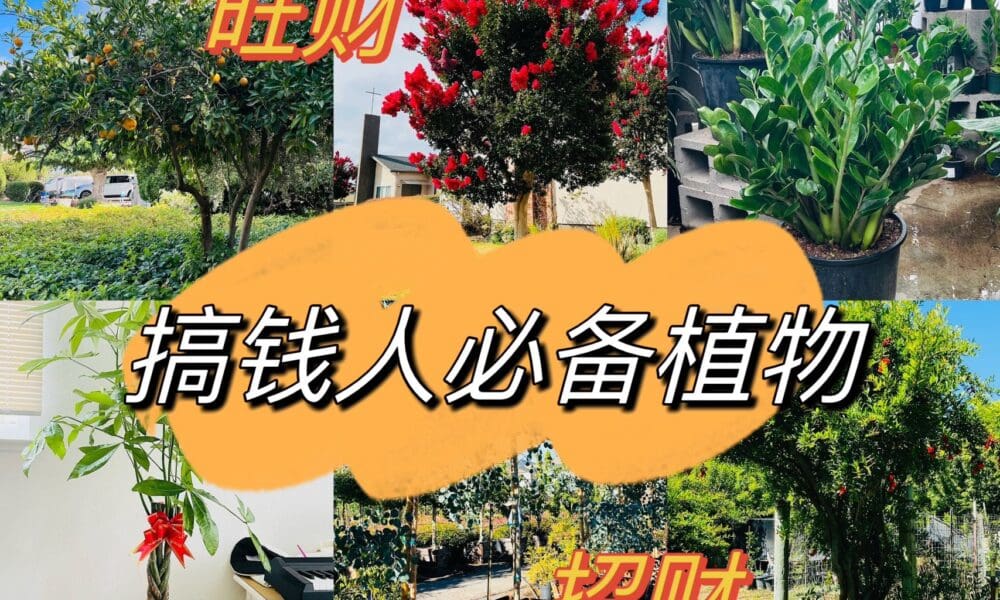 搞钱人必备的六款植物选择