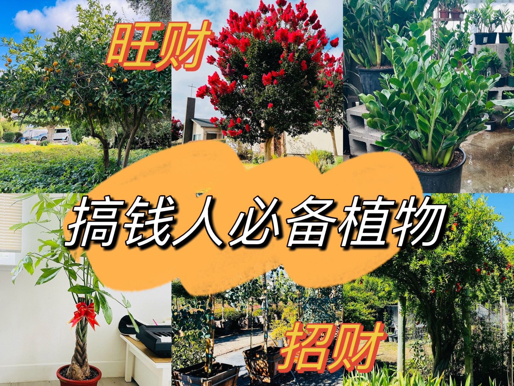 搞钱人必备的六款植物选择