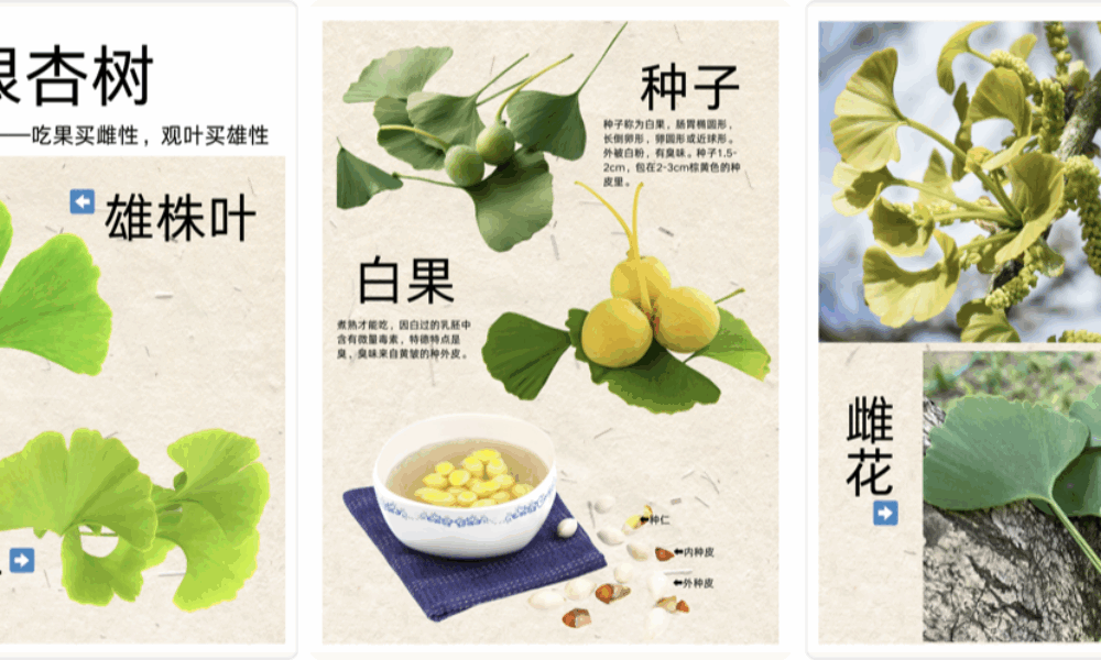 如何区分雌雄银杏树❓❓❓