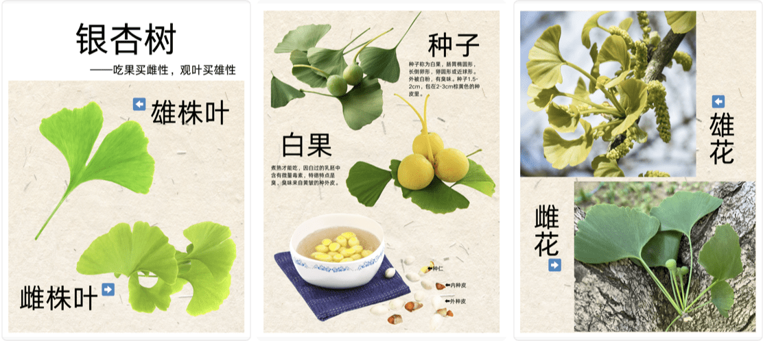 如何区分雌雄银杏树❓❓❓