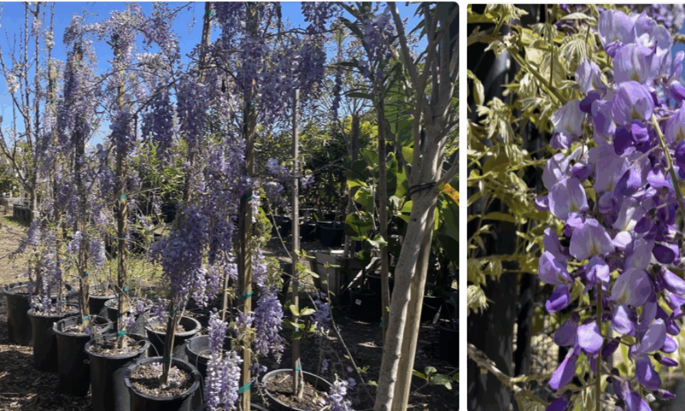 为什么要在庭院里种植一颗紫藤花？🪻