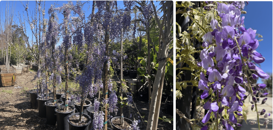 为什么要在庭院里种植一颗紫藤花？🪻