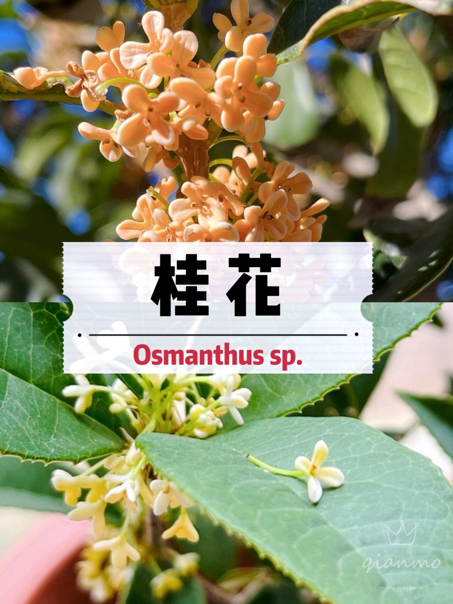 桂花绝对是花园🏡一个不能忽视的选择✅