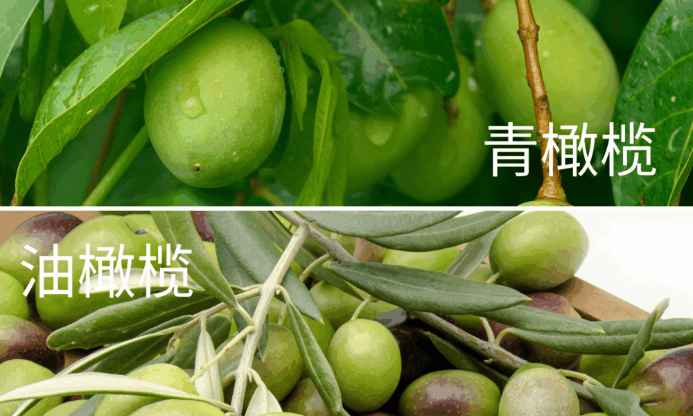 青橄榄与油橄榄区别