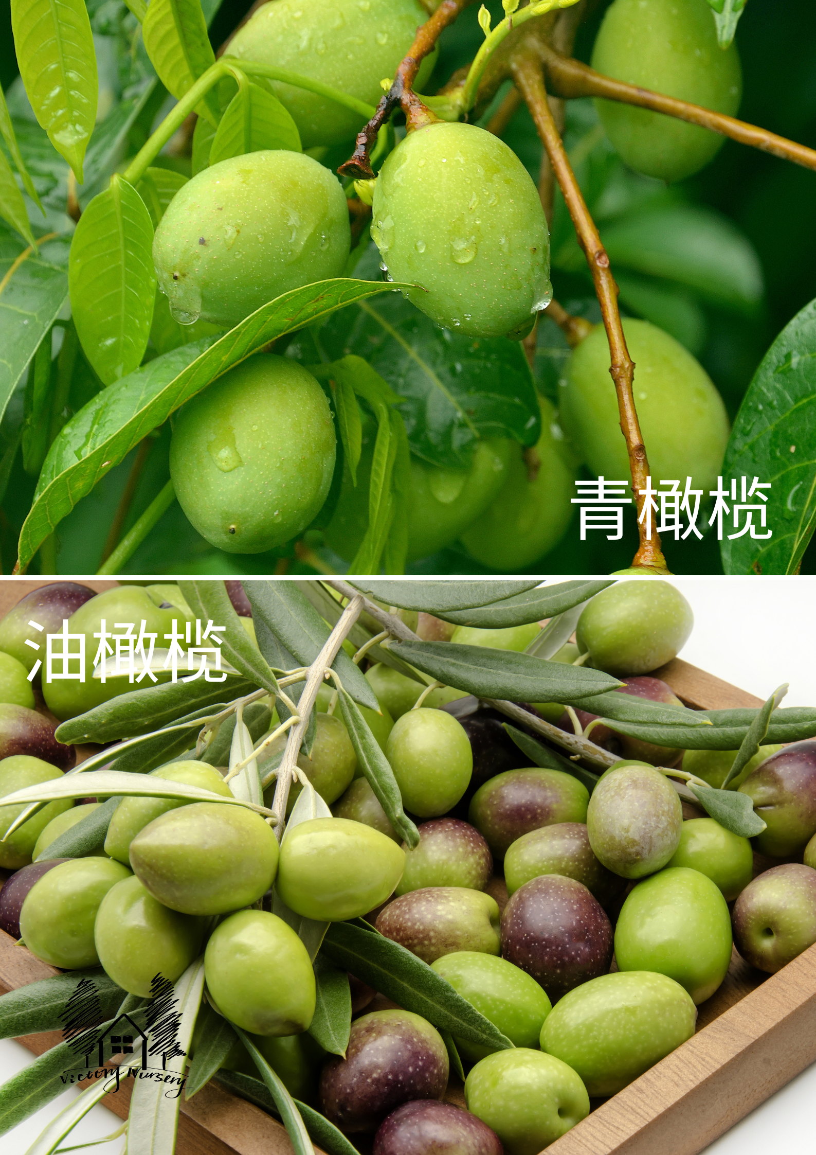 青橄榄与油橄榄区别