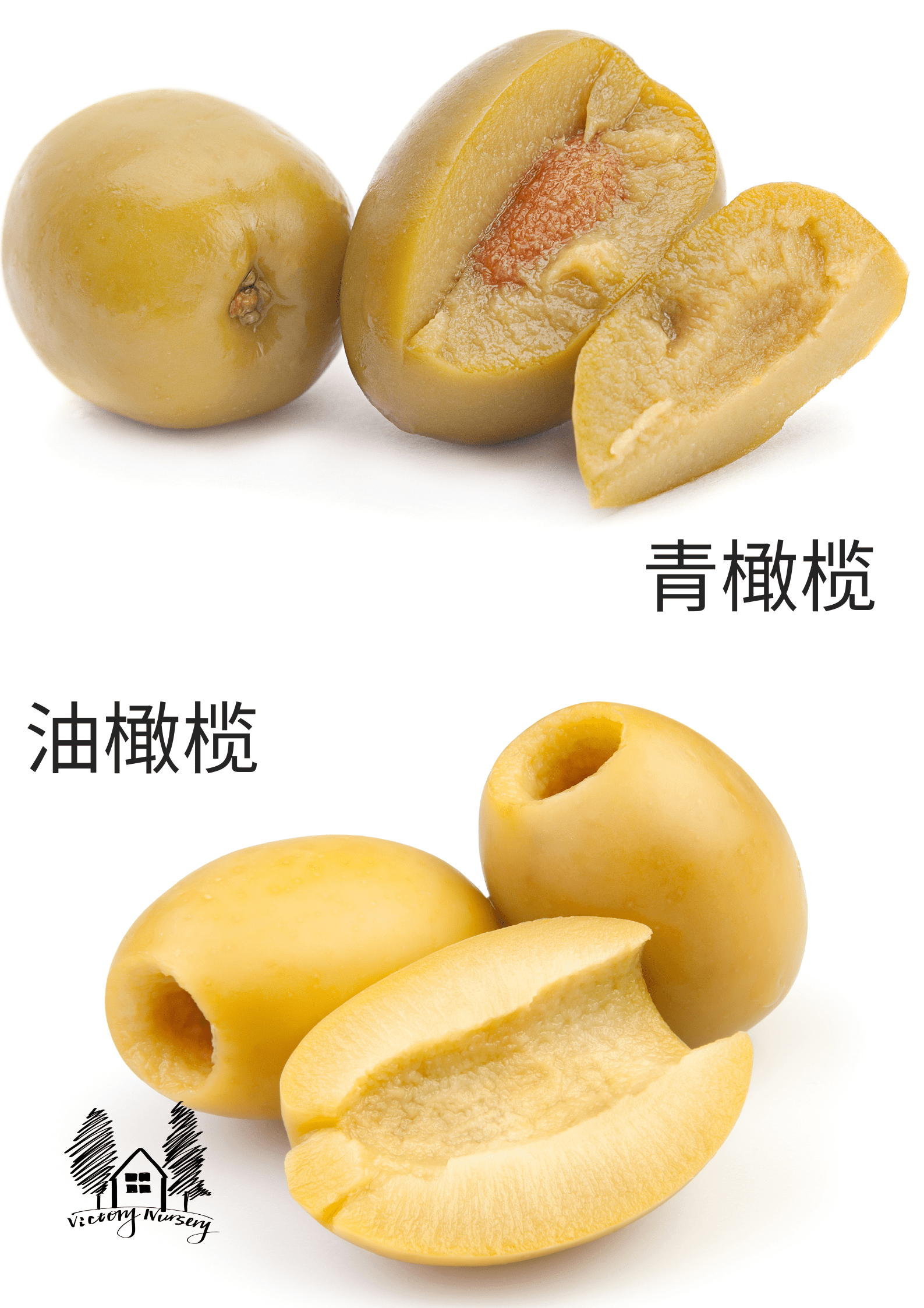 青橄榄与油橄榄区别