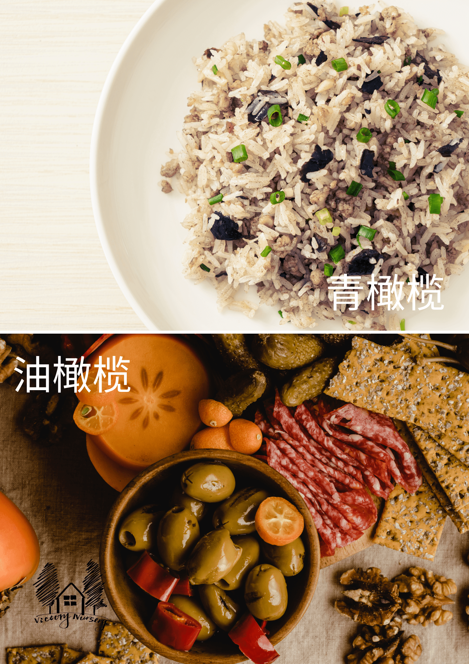 青橄榄与油橄榄区别