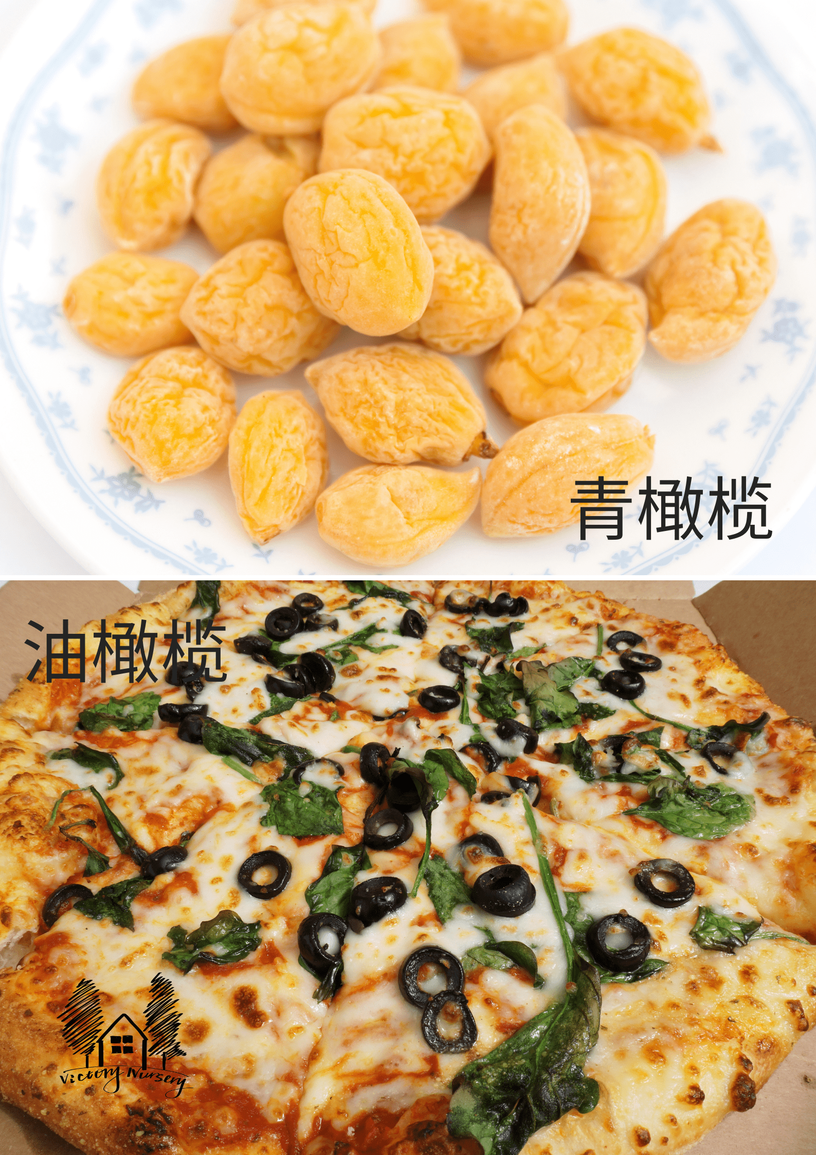 青橄榄与油橄榄区别