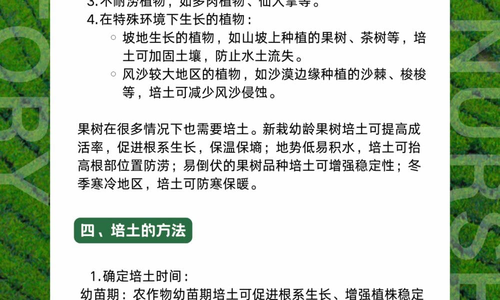 会跳舞💃的植物-竹芋