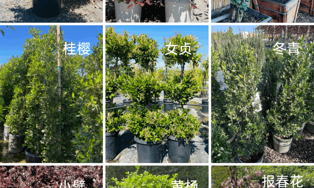 低维护常绿灌木 🌿