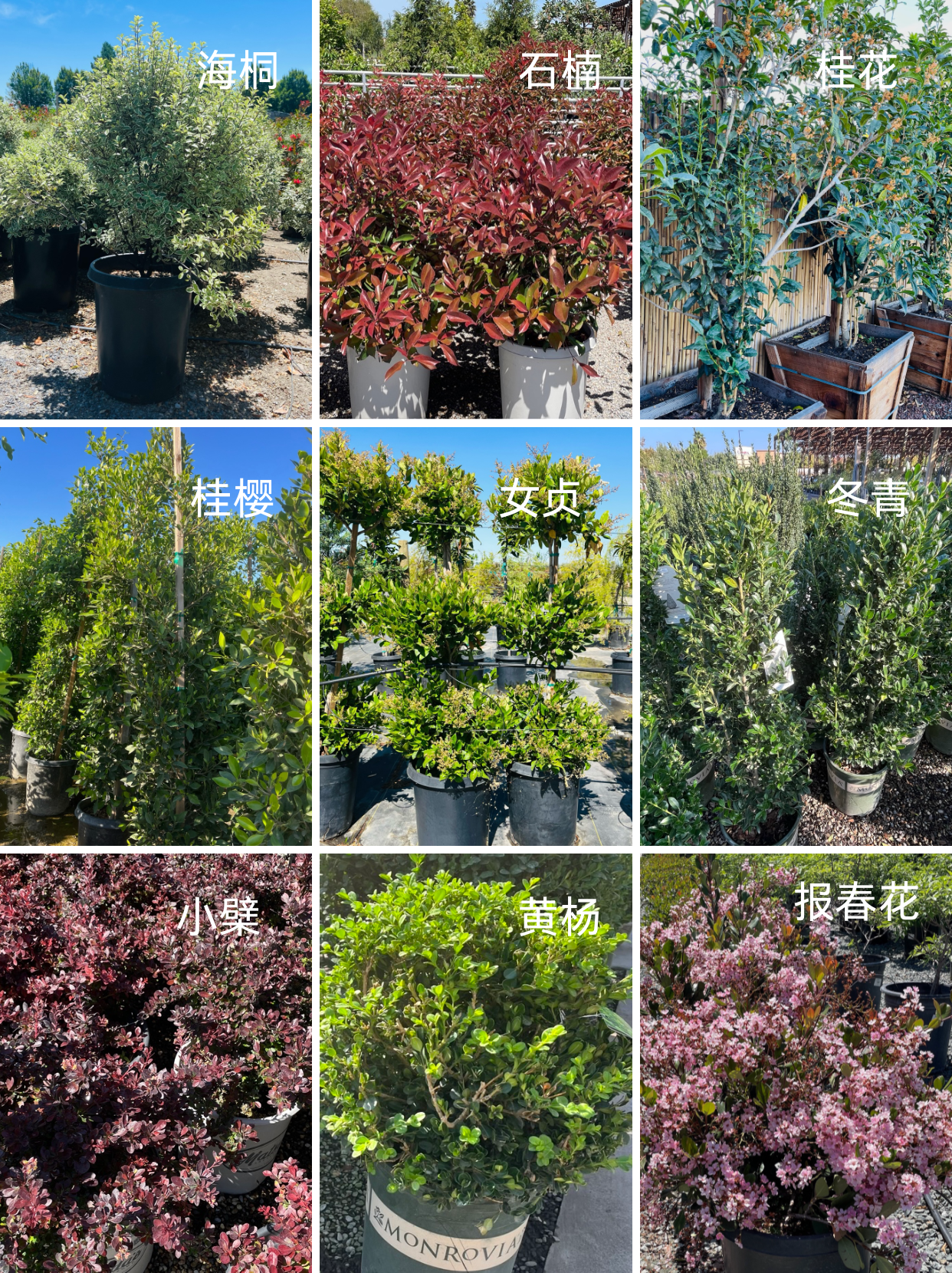 低维护常绿灌木 🌿