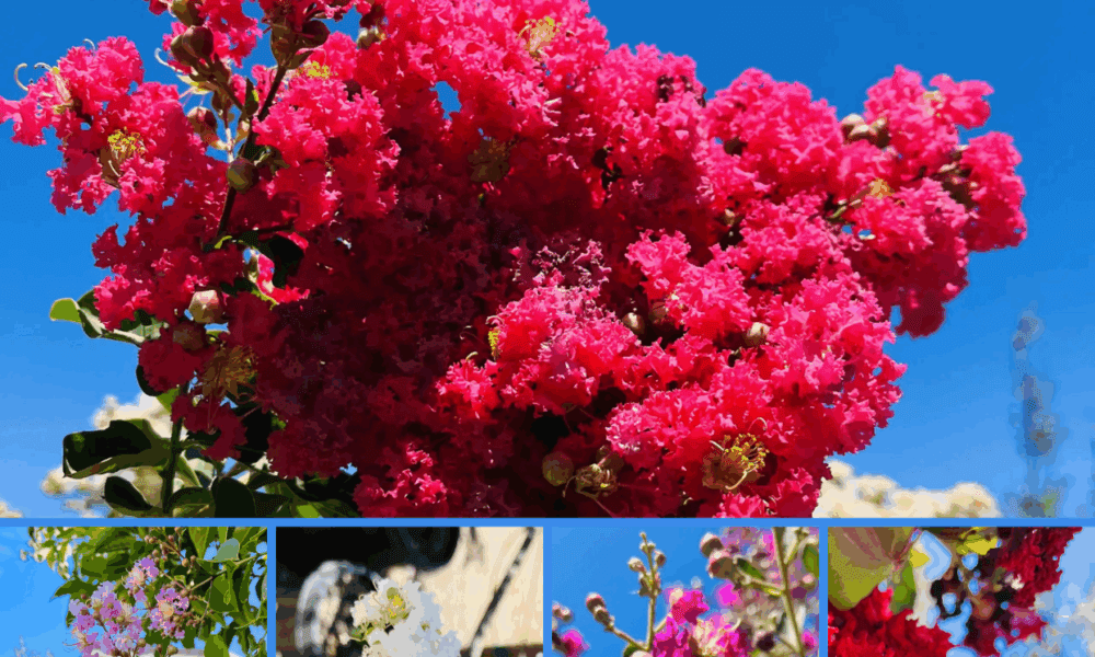 紫薇树 (o^^o)前院🏡宜栽品种