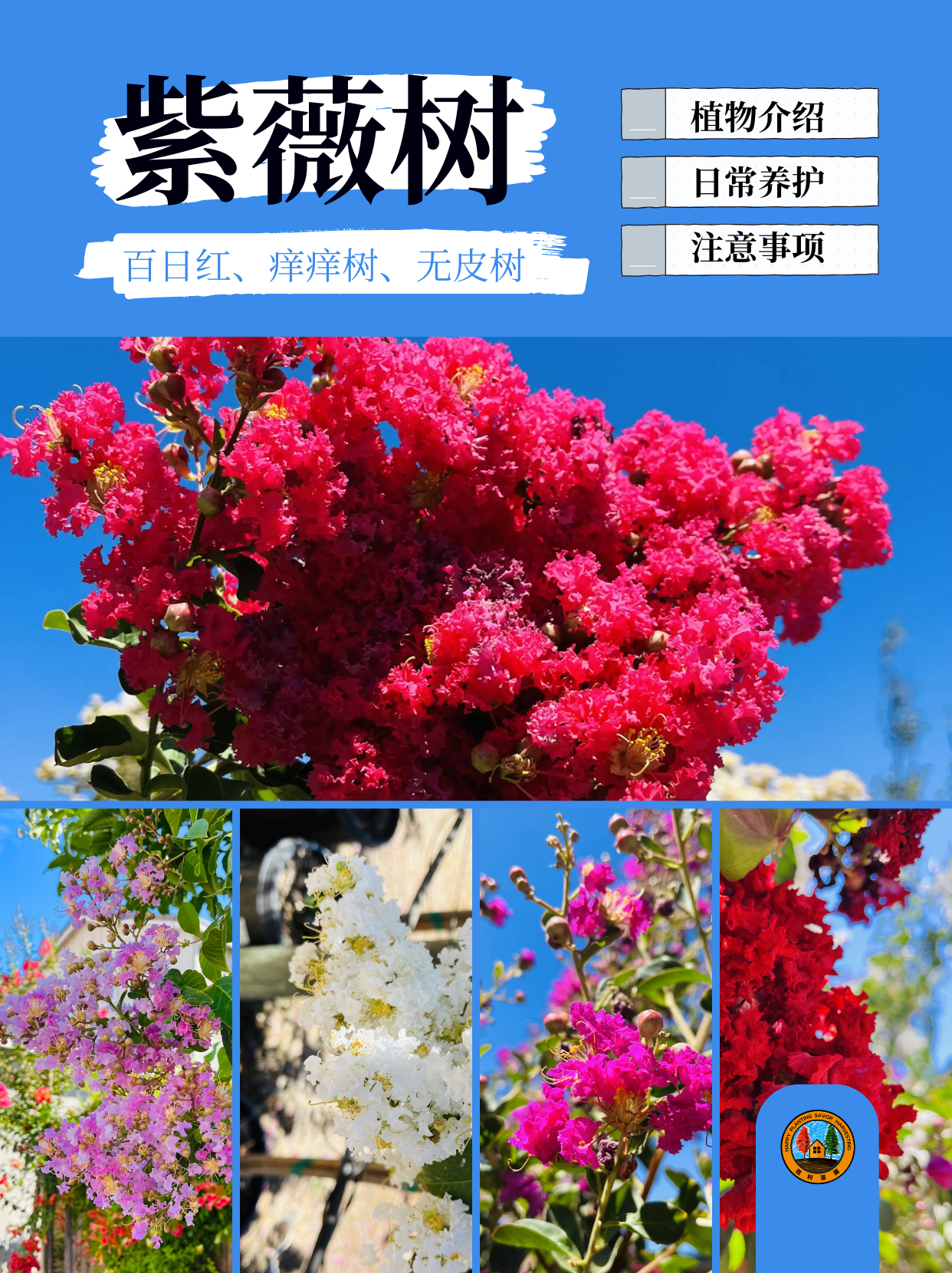 紫薇树 (o^^o)前院🏡宜栽品种