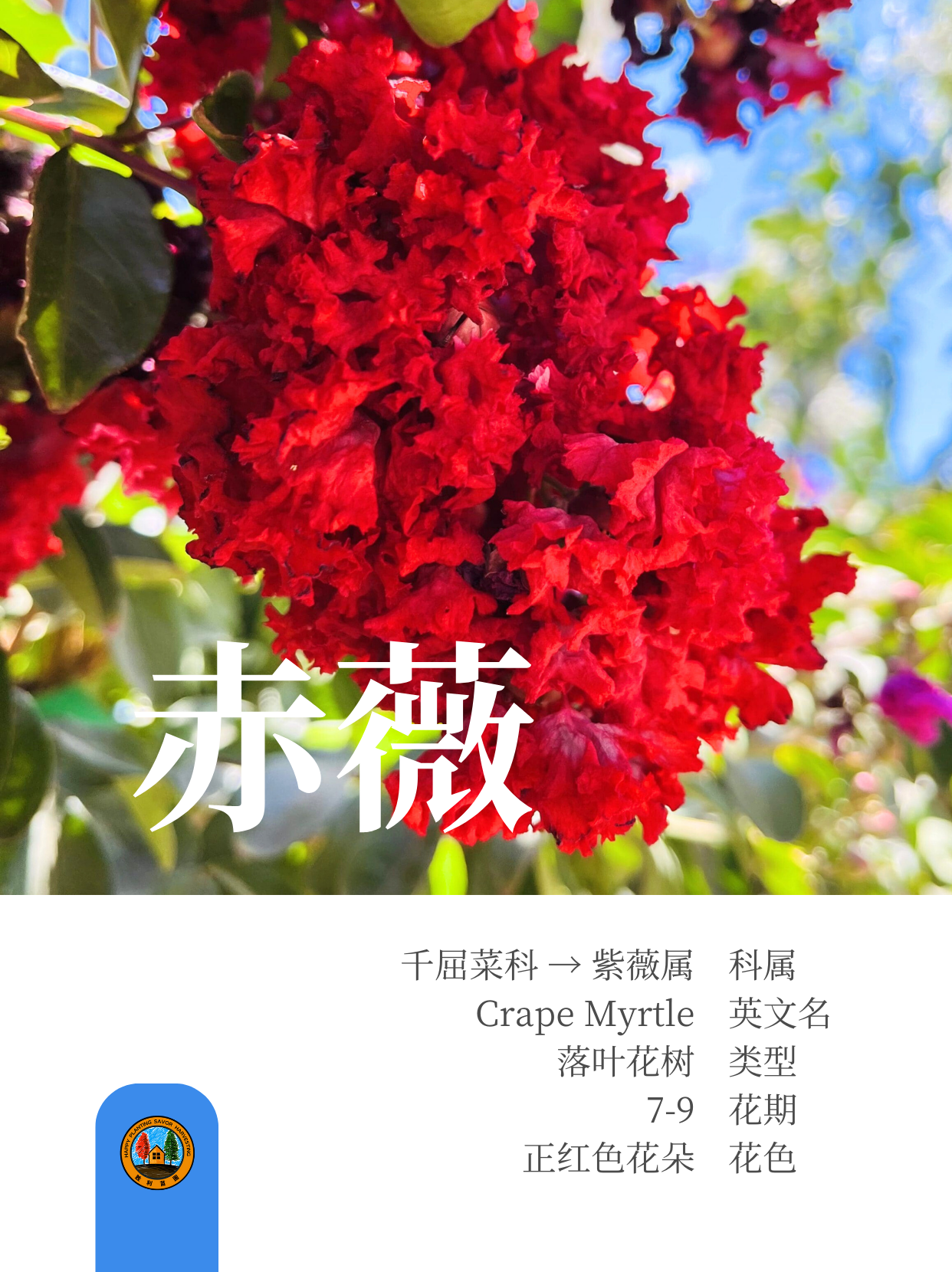 紫薇树 (o^^o)前院🏡宜栽品种