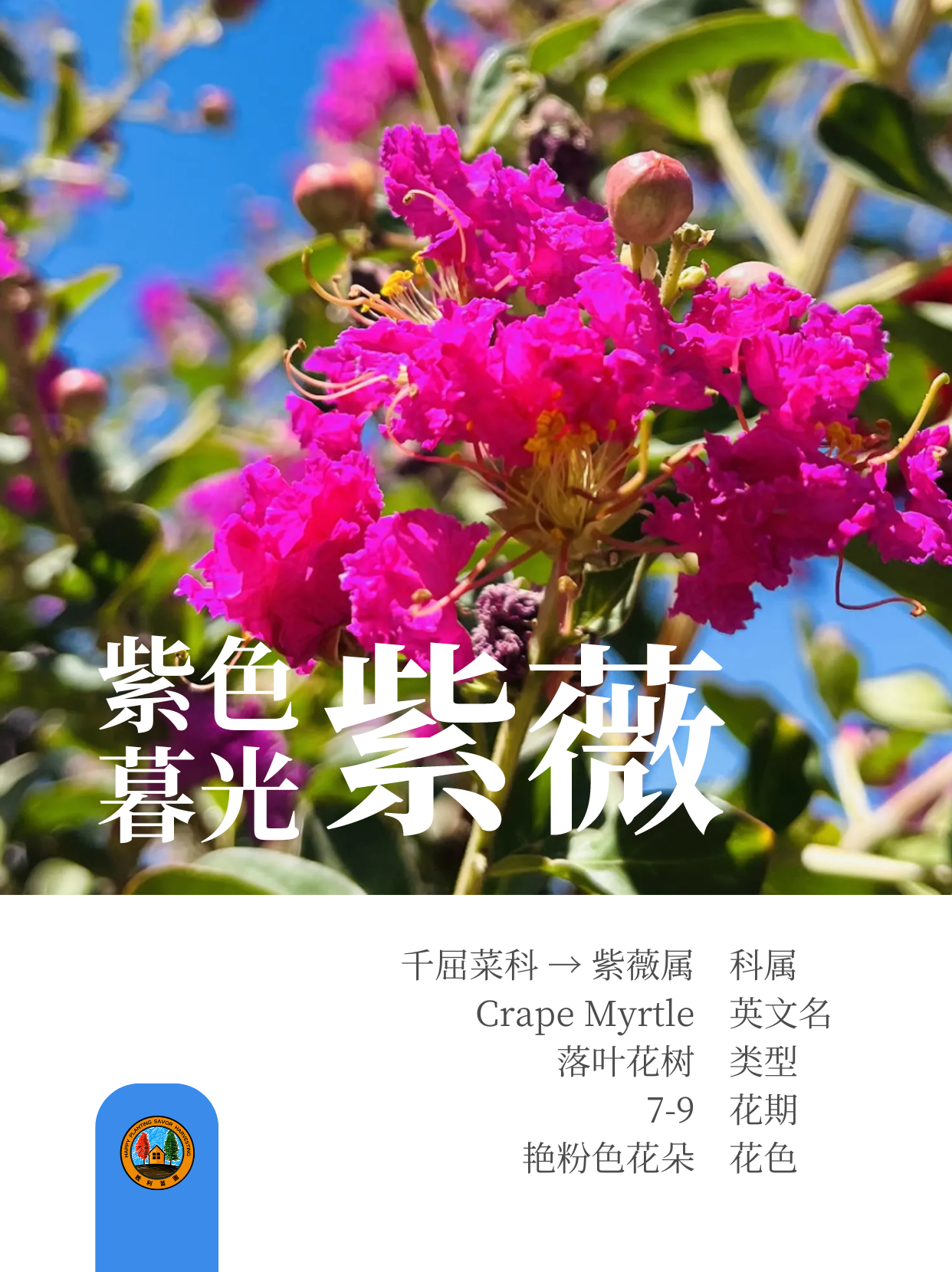 紫薇树 (o^^o)前院🏡宜栽品种