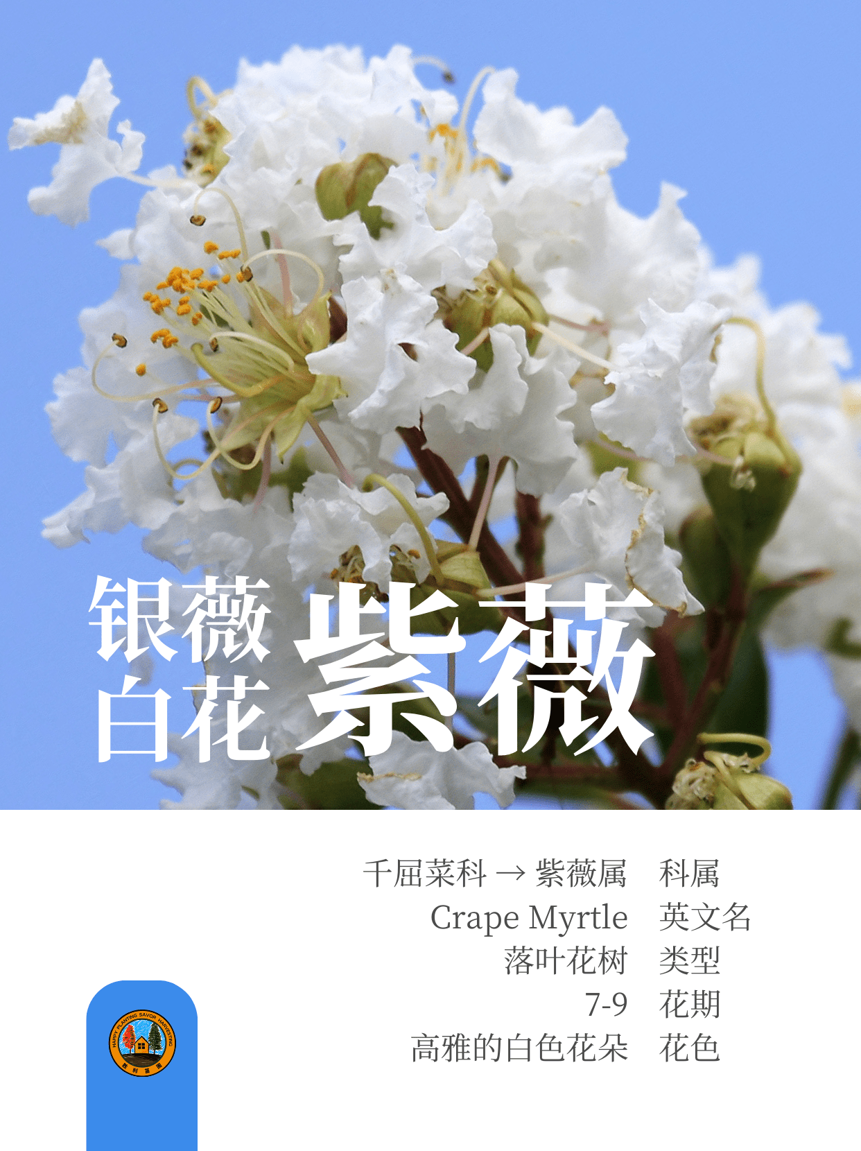 紫薇树 (o^^o)前院🏡宜栽品种