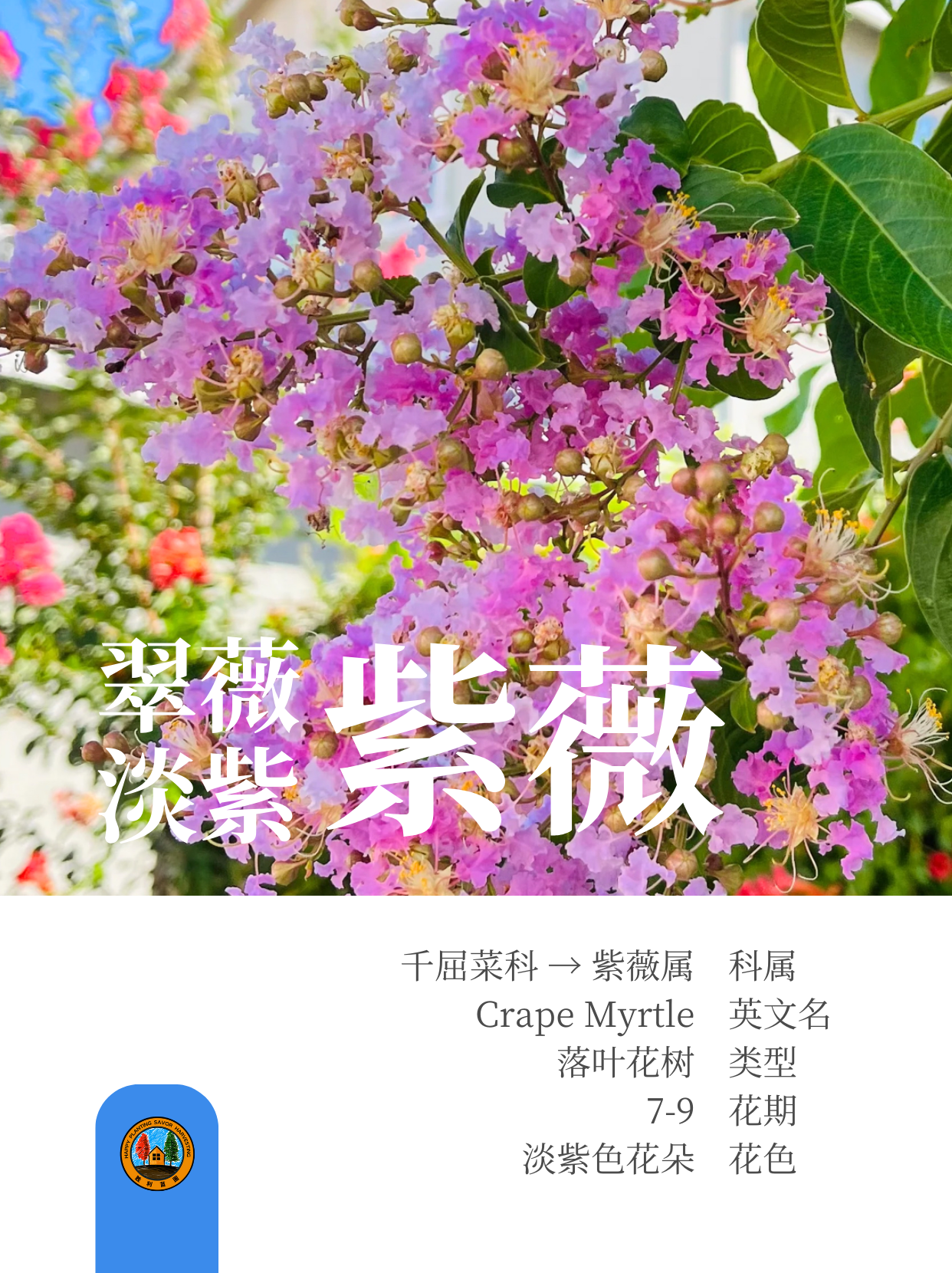 紫薇树 (o^^o)前院🏡宜栽品种