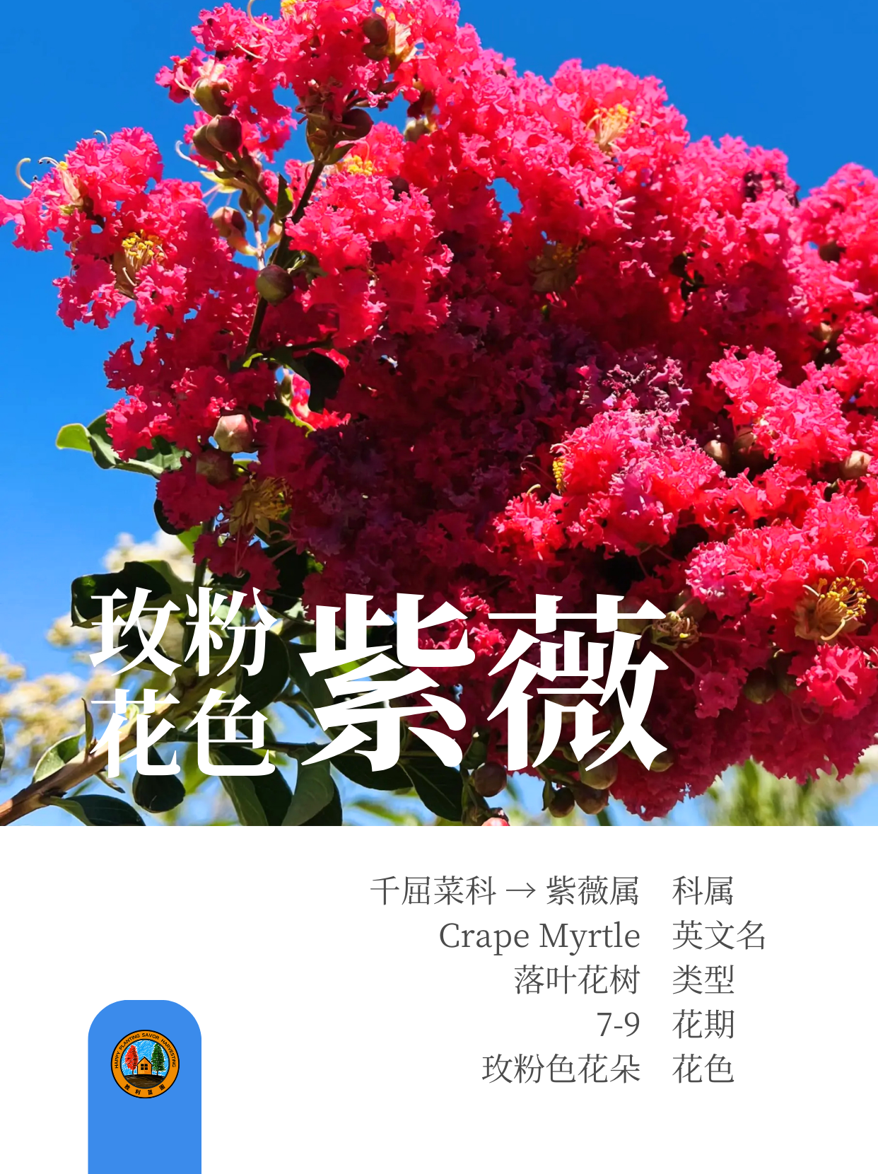 紫薇树 (o^^o)前院🏡宜栽品种