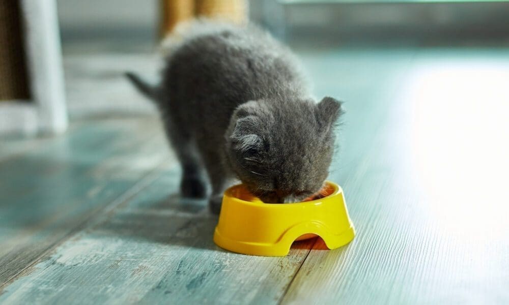 2024年美国Kitten幼猫猫粮品牌排行榜和Costco推荐