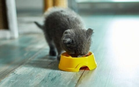 2024年美国Kitten幼猫猫粮品牌排行榜和Costco推荐